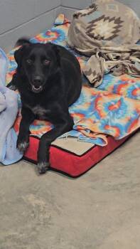 Rescue Black Labrador Retriever and Shepherd Dogs for Adoption in Nevada, Missouri - Midnight | PetCurious