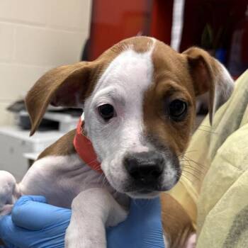 Dahlia -  Pit Bull Terrier Dog for Adoption in Golden, Colorado - Dahlia | PetCurious