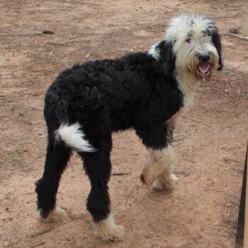 Dobie -  Standard Poodle and Mixed Breed Dog for Adoption in Birmingham, Alabama - Dobie | PetCurious