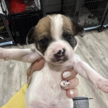 Terrier Dogs Available for Adoption - Flora | PetCurious