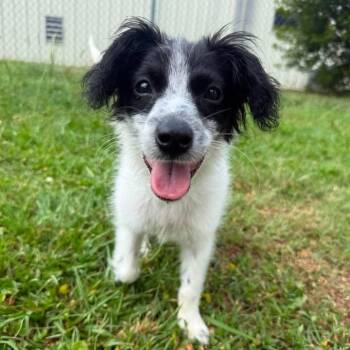Genevieve -  Papillon and Chihuahua Dog for Adoption in Wilmington, North Carolina - Genevieve | PetCurious