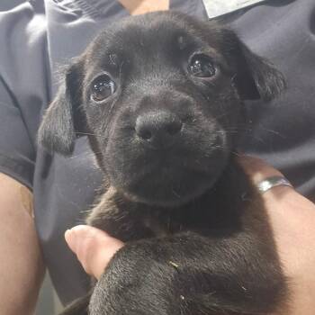 Poppy -  Black Labrador Retriever and Mixed Breed Dog for Adoption in Tampa, Florida - Poppy | PetCurious