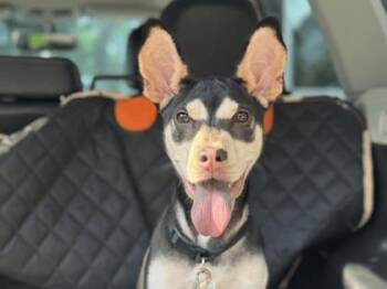 Levy -  Mixed Breed Dog Available for Adoption in Atlanta, Georgia - Levy | PetCurious