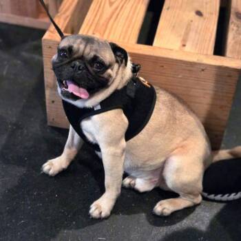 Rescue Pug Dogs for Adoption in Alvin, Texas - Atticus | PetCurious