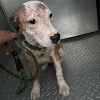 BURBERRY -  Pit Bull Terrier Dog for Adoption in Greensboro, North Carolina - BURBERRY | PetCurious