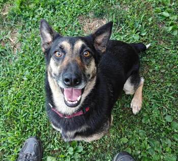 Stella -  German Shepherd Dog Dog for Adoption - Stella | PetCurious