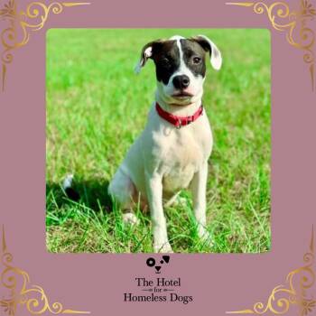 Rescue American Staffordshire Terrier and Terrier Dogs for Adoption in Cumberland, Rhode Island - Princess | PetCurious