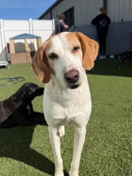 Jimmy -  Hound Dog for Adoption in Youngsville, North Carolina - Jimmy | PetCurious