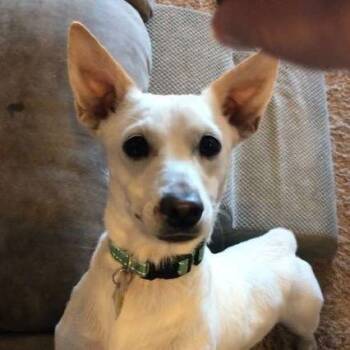 Rescue Dachshund Dogs for Adoption in Tulsa, Oklahoma - Montauk | PetCurious