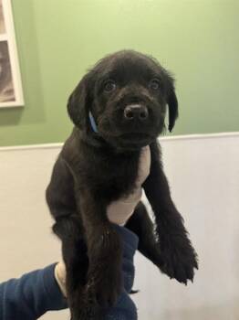 AARON -  Shepherd Dog for Adoption in Riverside, California - AARON | PetCurious