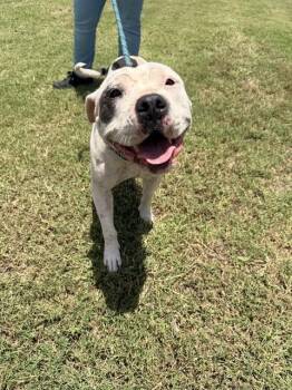 LOLA -  Pit Bull Terrier and Mixed Breed Dog for Adoption in Corpus Christi, Texas - LOLA | PetCurious
