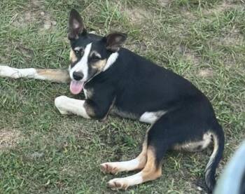 Bob -  Shepherd and Mixed Breed Dog for Adoption in Zimmerman, Minnesota - Bob | PetCurious