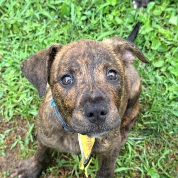 Smokey -  Mixed Breed Dog for Adoption in Columbia, Maryland - Smokey | PetCurious