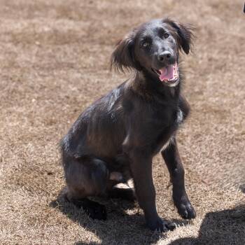 Rescue Australian Shepherd and Black Labrador Retriever Dogs for Adoption in Dripping Springs, Texas - Rook | PetCurious