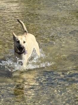 Miss Lovie -  German Shepherd Dog Dog for Adoption in Austin, Texas - Miss Lovie | PetCurious