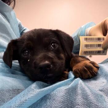 Carrie -  Mixed Breed Dog for Adoption in Charleston, West Virginia - Carrie | PetCurious