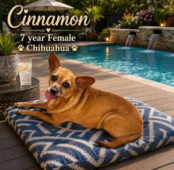 CINNAMON -7 YEAR FEMALE CHIHUAHUA - PETCO, 5011 E. RAY ROAD, PHX -  Chihuahua Dog for Adoption in Mesa, Arizona - CINNAMON -7 YEAR FEMALE CHIHUAHUA - PETCO, 5011 E. RAY ROAD, PHX | PetCurious
