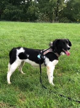 Lila -  Border Collie and Field Spaniel Dog for Adoption in Erin, Ontario - Lila | PetCurious