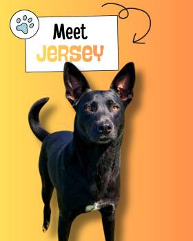 Black Labrador Retriever and German Shepherd Dog Dogs Available for Adoption in Sulphur, Kentucky - Jersey | PetCurious