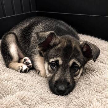 Edward -  German Shepherd Dog and Husky Dog for Adoption in Phoenix, Arizona - Edward | PetCurious