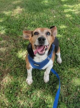 Beagle Dogs Available for Adoption in Fort Mill, South Carolina - Mr. Peabody | PetCurious
