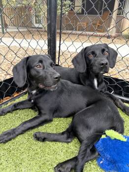 Snoop -  Cocker Spaniel and Labrador Retriever Dog for Adoption in Hilton Head Island, South Carolina - Snoop | PetCurious