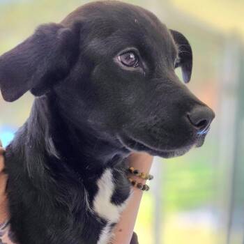 Black Labrador Retriever and Mixed Breed Dogs Available for Adoption in Franklin, North Carolina - Icee | PetCurious