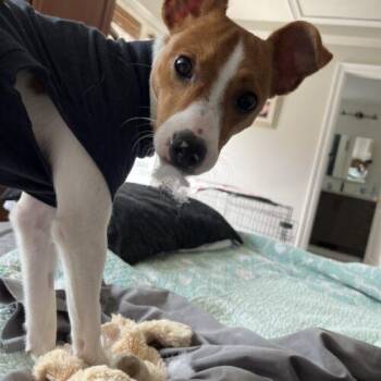 Millie -  Jack Russell Terrier and Rat Terrier Dog Available for Adoption in Hawkestone, Ontario - Millie | PetCurious