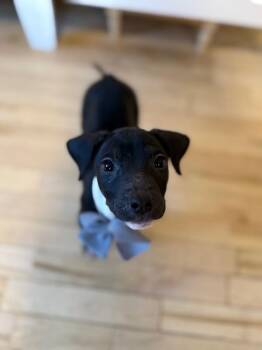 Pit Bull Terrier and Labrador Retriever Dogs Available for Adoption - Onyx Sweetie | PetCurious