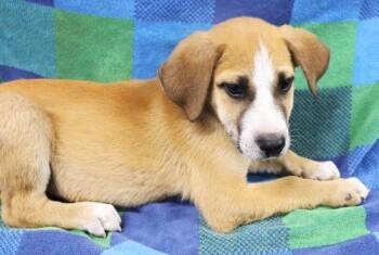 Bramble -  Shepherd Dog for Adoption in Thief River Falls, Minnesota - Bramble | PetCurious