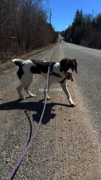 English Springer Spaniel and Beagle Dogs Available for Adoption in Markham, Ontario - Stout  | PetCurious