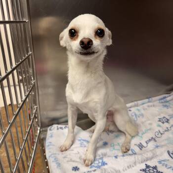 Stanley Tucci -  Chihuahua Dog for Adoption in Las Vegas, Nevada - Stanley Tucci | PetCurious