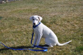 Chihuahua and Labrador Retriever Dogs Available for Adoption - Aspen | PetCurious