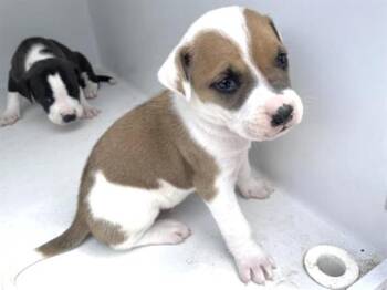 Pit Bull Terrier and Mixed Breed Dogs Available for Adoption in Houston, Texas - BIBBY | PetCurious
