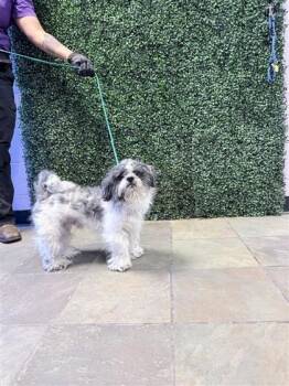 61141890 -  Shih Tzu and Mixed Breed Dog for Adoption in El Paso, Texas - 61141890 | PetCurious