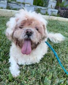 Rescue Shih Tzu Dogs for Adoption in Wekiwa Springs, Florida - Bruno | PetCurious