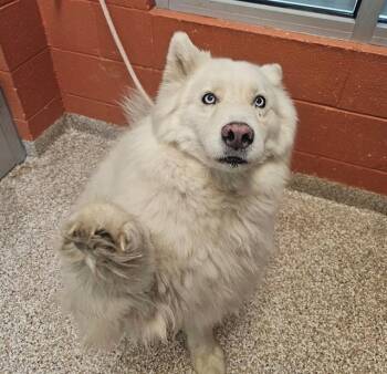 NALA -  Siberian Husky Dog for Adoption in Pueblo, Colorado - NALA | PetCurious