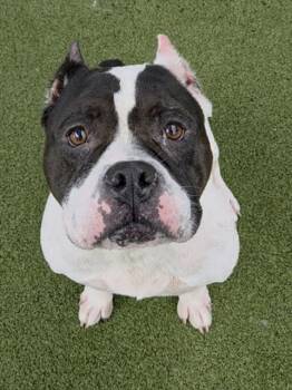 DIOR -  American Staffordshire Terrier Dog for Adoption in Fort Lauderdale, Florida - DIOR | PetCurious