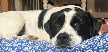 Rescue Beagle and Basset Hound Dogs for Adoption in Gardiner, New York - Woody | PetCurious