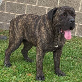 Hemmie-11739 -  Bullmastiff and Mastiff Dog for Adoption in Pine Bluff, Arkansas - Hemmie-11739 | PetCurious