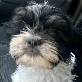 Shih Tzu and Mixed Breed Dogs Available for Adoption in Broken Arrow, Oklahoma - Colin Bridgerton | PetCurious