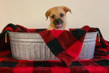 Terrier Dogs Available for Adoption in Santa Clarita, California - Monterey | PetCurious