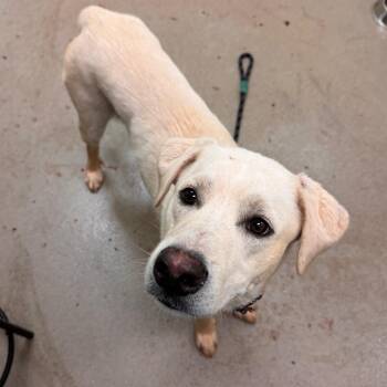 Shy Guy -  Labrador Retriever and Great Pyrenees Dog for Adoption in Lynchburg, Virginia - Shy Guy | PetCurious