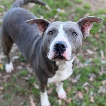 Mixed Breed Dogs Available for Adoption - Kobe | PetCurious