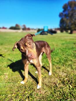 Rescue Pit Bull Terrier Dogs for Adoption in Wooster, Ohio - Buddy Bear | PetCurious