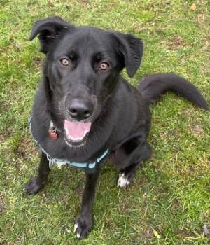 Mixed Breed Dogs Available for Adoption in Stanwood, Washington - Poppy- OFFSITE | PetCurious