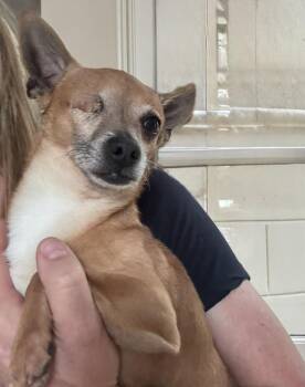 Rescue Chihuahua Dogs for Adoption in Richmond, Texas - Beacon | PetCurious