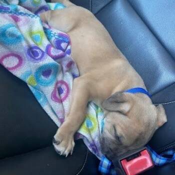 Mixed Breed Dogs Available for Adoption in Edwardsville, Illinois - Koda (GTP3) | PetCurious