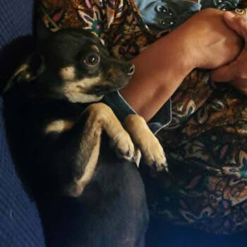 Quiquitin -  Chihuahua Dog for Adoption in Yuma, Arizona - Quiquitin | PetCurious