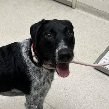 Mixed Breed Dogs Available for Adoption in Murray, Utah - Coco | PetCurious